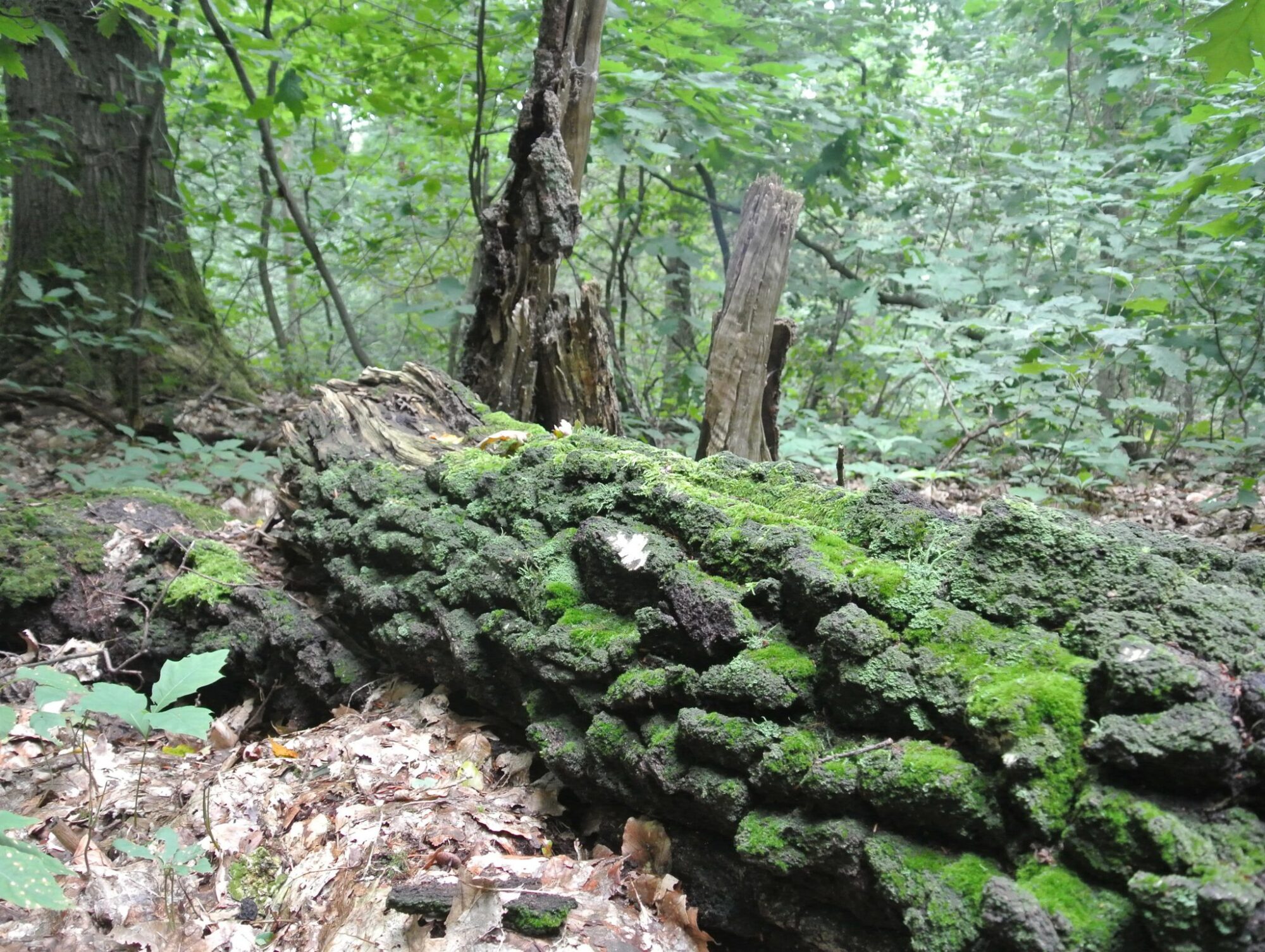 Trend: Duurzame uitvaart